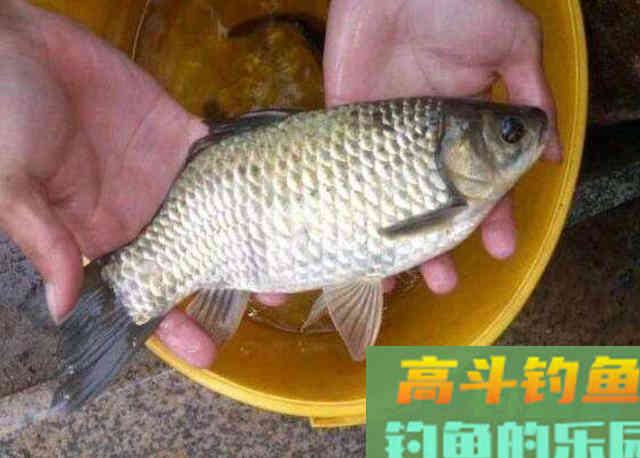 精选5个钓法口诀,板鲫接连中钩 精选5个钓法口诀,板鲫接连中钩