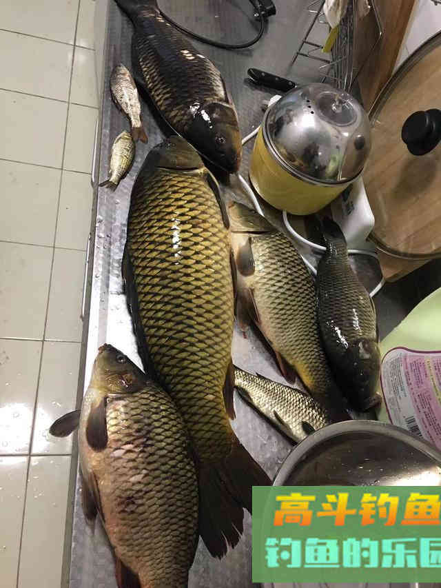 秋季钓鲤鱼黄金季，大鲤尤其活跃，攻略及技巧分享