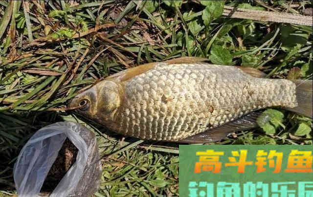 降温天大物塘无缘大物，浅水沟垂钓板鲫技巧