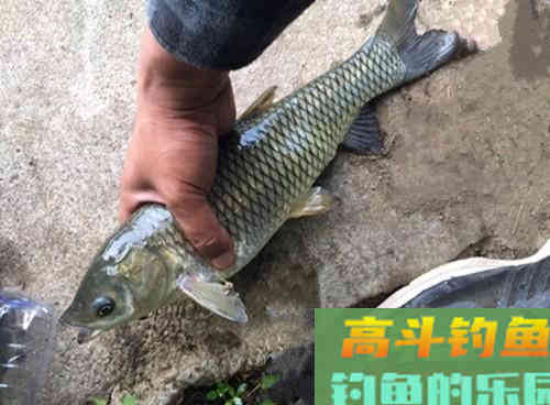 野生草鱼为什么夏季好钓,深秋却难钓?做好这3点即可 野生草鱼为什么夏季好钓,深秋却难钓?做好这3点即可