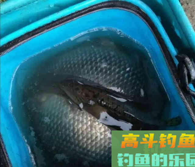 鲫鱼能长多大?有些大鲫鱼不敢想象, 习性解析 鲫鱼能长多大?有些大鲫鱼不敢想象, 习性解析