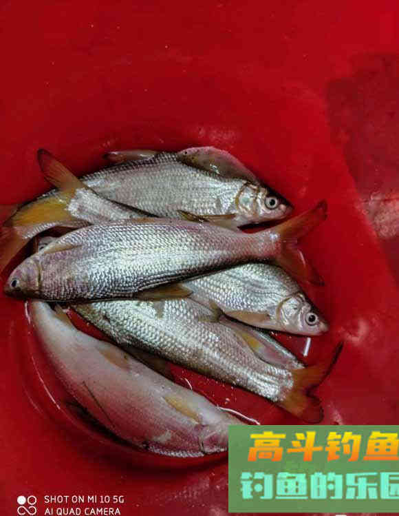 春季黄尾正狂口，各种水域都会有，攻略及钓法分享