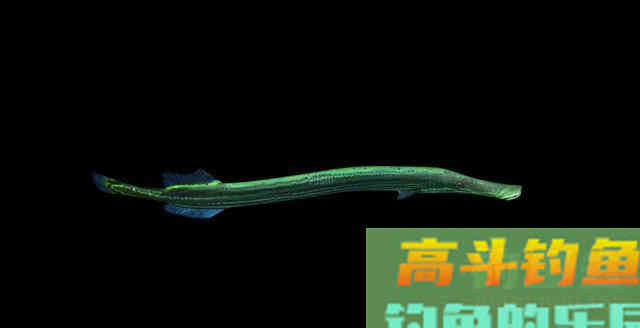 自83年出现过一次，鯮鱼已整整37年未见踪迹