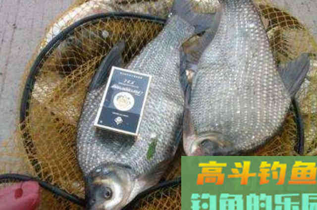秋末10月期间，野钓鳊鱼时，3个作钓技巧请注意