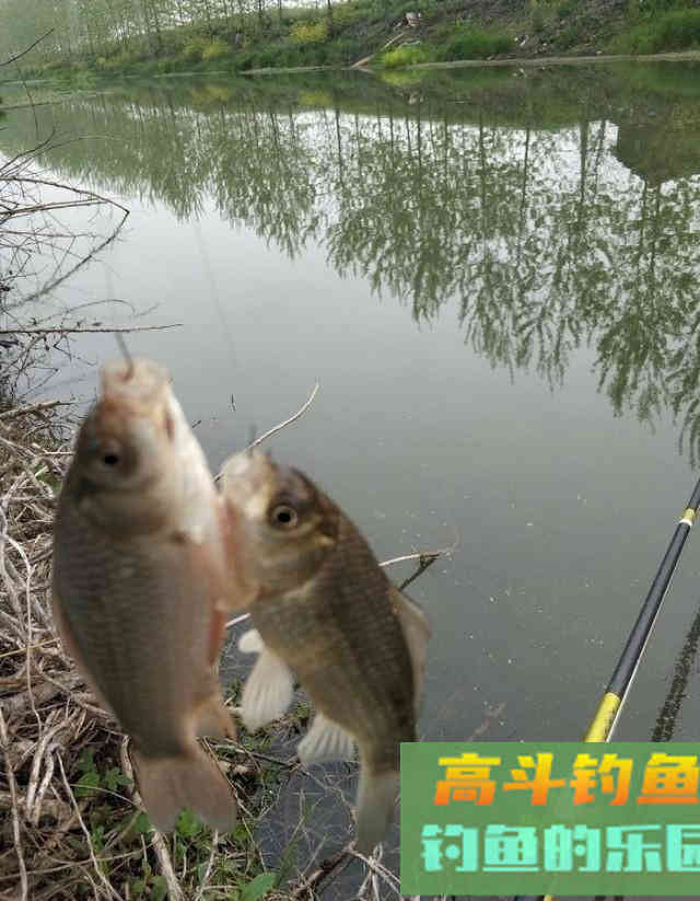 野河短竿抽钓，拉饵离底滑钓鲫鱼，30多条鲫鱼连竿咬钩
