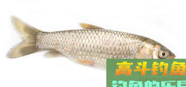 秋钓草鱼要注意!一味饵料最好不要加 秋钓草鱼要注意!一味饵料最好不要加