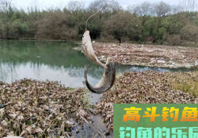 钓到大鲫鱼并非偶然，多天实战，解释野钓的正确思路