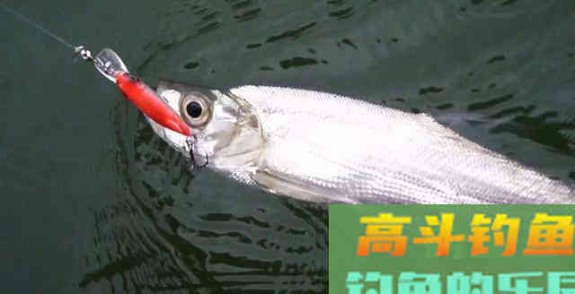 钓不到大翘嘴，不是因为鱼少，而是你不够了解它们的习性