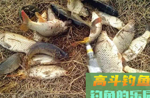 自从我察觉到这钓鲤鱼的钓法，一个鱼护都不够