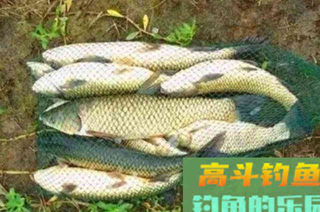 秋天狂拔草鱼,我就只服这3招,简单又实用 秋天狂拔草鱼,我就只服这3招,简单又实用