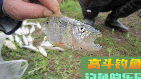 这两种水域用马口，也能尽享马口中鱼之乐