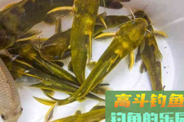初秋钓黄骨鱼，还不换用这3招，劝你早点收竿回家