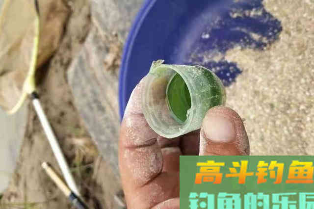 立秋后,板鲫就按我说的钓,包你满意 立秋后,板鲫就按我说的钓,包你满意