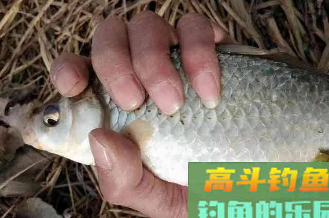 钓了三十年板鲫，如今才用这特色钓法