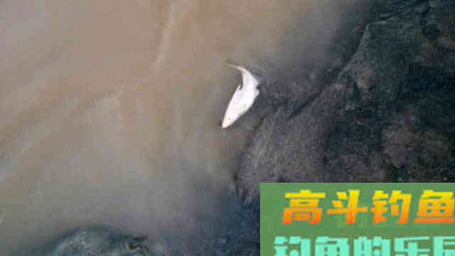 此鱼上海称鮰老鼠，四川名江团，贵州习鱼怎么钓
