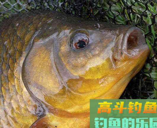 野河沟里钓野生鲫鱼,吃起来却有股煤油味是为什么 野河沟里钓野生鲫鱼,吃起来却有股煤油味是为什么