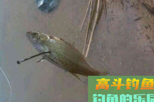 还嫌黑鱼不咬钩？自从学会这钓法，鱼获多到提不动