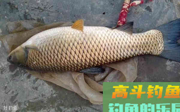 钓草鱼怎么选钓位？这些地方要注意