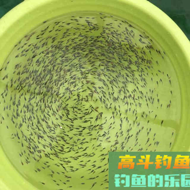 娇小麦穗鱼，已成功&ldquo;入侵&rdquo;34国！欧洲成了&ldquo;重灾区&rdquo;？