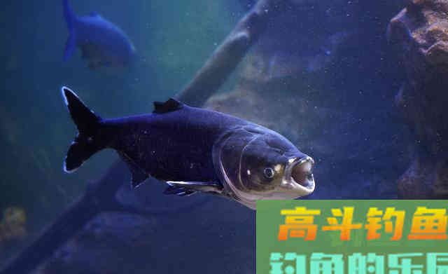 冬季如何钓起鲢鳙？低温钓鲢鳙的2大核心3个基础