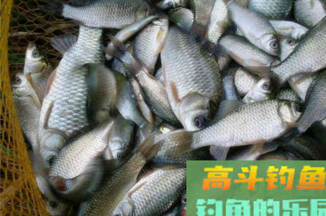 冬钓板鲫，唯独这3招才入老钓手的法眼