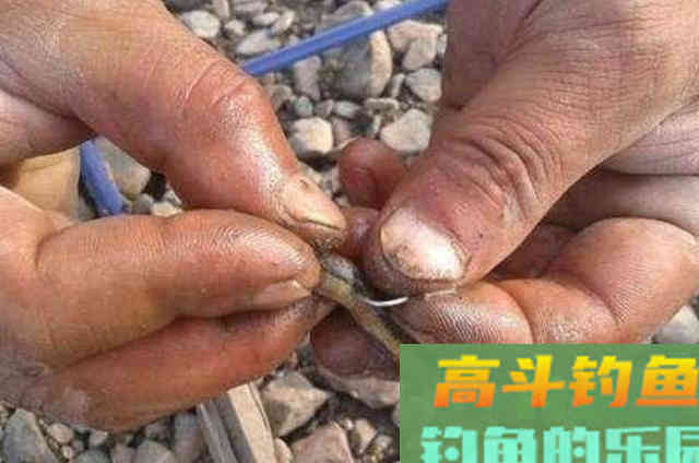 热天唯独这黑鱼钓法才够狠,试过的人都不简单 热天唯独这黑鱼钓法才够狠,试过的人都不简单