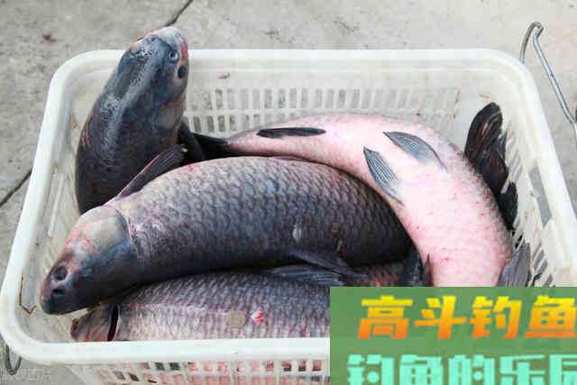 无铅钓法钓大物，我用这种钓法斩获40+大青