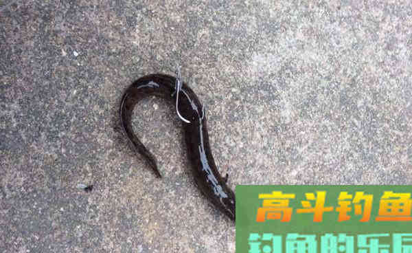 民间秋季手竿钓黑鱼的方法,和一些注意事项 民间秋季手竿钓黑鱼的方法,和一些注意事项