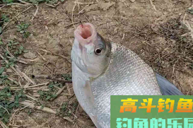 多亏及时发现这钓法,否则鳊鱼岂能乖乖入护 多亏及时发现这钓法,否则鳊鱼岂能乖乖入护