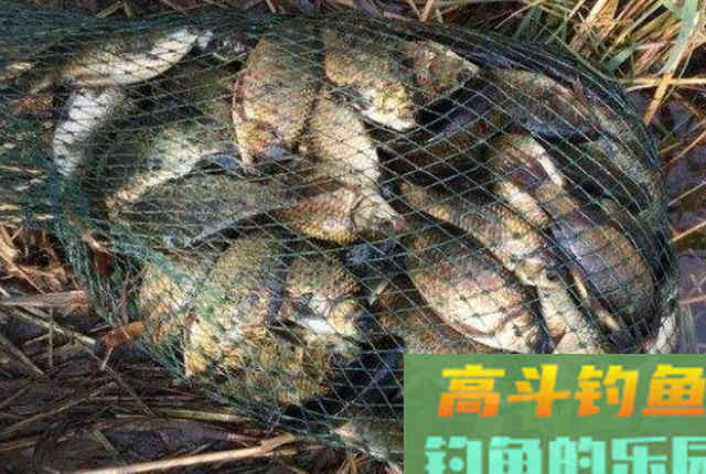 冬季如何大板鲫猛拉不断