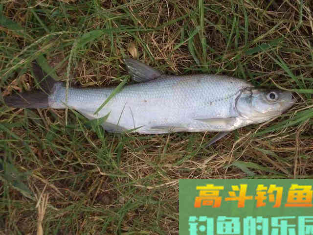 白条翘嘴这样钓，收获少不了，岸边走钓法助你