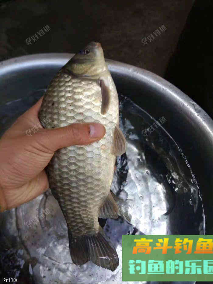 个人野钓鲫鱼技巧总结 个人野钓鲫鱼技巧总结