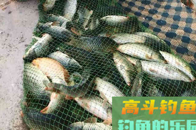 热天用来擒获鲤鱼,一根竿都钓不过来 热天用来擒获鲤鱼,一根竿都钓不过来