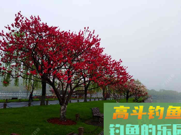 有效钓鲫鱼的3个办法，做窝补窝和调钓，和应对技巧
