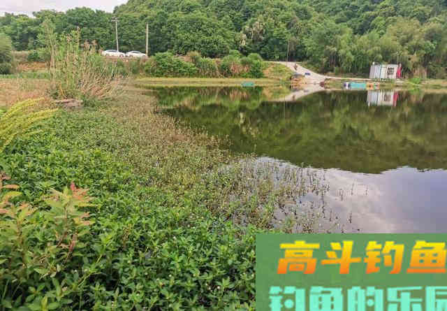 钓草鱼只要找到这种位置,连窝料都省了 钓草鱼只要找到这种位置,连窝料都省了
