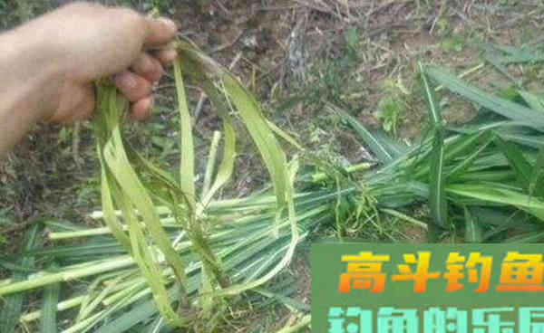 串钩浮钓草鱼的4个技术要点 串钩浮钓草鱼的4个技术要点