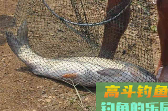 老司机到底用了啥绝招让草鱼接连上钩 老司机到底用了啥绝招让草鱼接连上钩