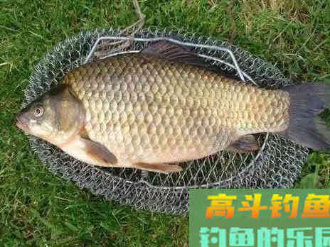 野钓大鲫鱼,这样抓口,有口就上鱼 野钓大鲫鱼,这样抓口,有口就上鱼