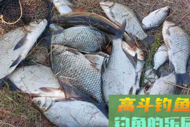 每逢夏季我必用这鳊鱼钓法
