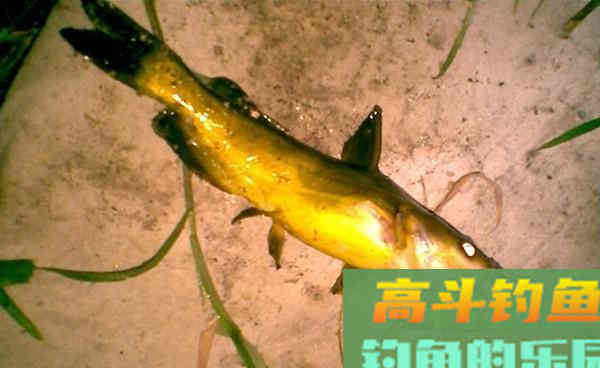 秋季手竿黄辣丁，简单的技巧助你轻松钓到