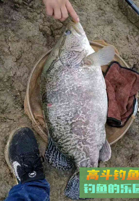 夏季鳜鱼最好钓，手竿路亚手丝均可