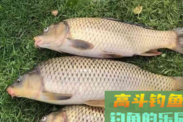 别觉得春天气温低就钓不到鲤鱼,注意这几点 别觉得春天气温低就钓不到鲤鱼,注意这几点