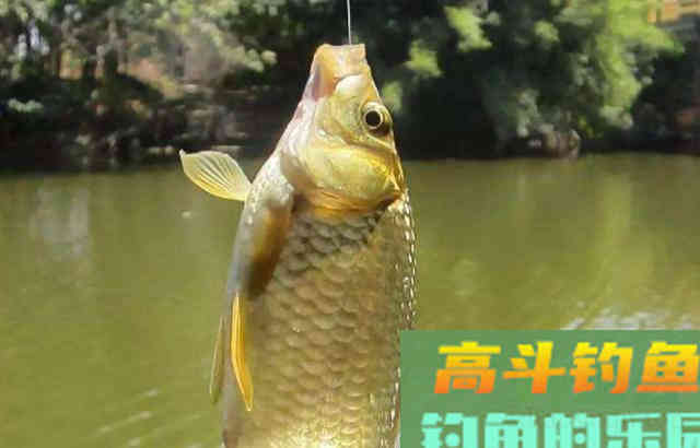 秋冬季节交替，正适合野外钓大鲫
