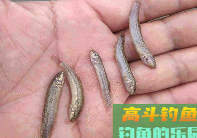 “泥鳅党”为何被钓友痛恨?深度解析缘由 “泥鳅党”为何被钓友痛恨?深度解析缘由