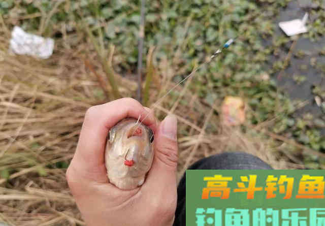钓鲫鱼重在诱,窝料打太多实属浪费 钓鲫鱼重在诱,窝料打太多实属浪费