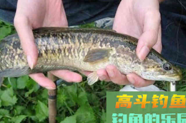天太热，不料这黑鱼钓法又火了一把
