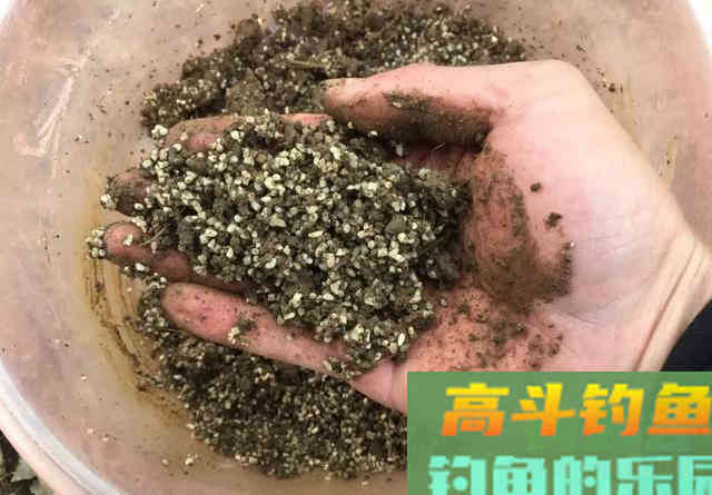 如何春天里寻找黄辣丁？大雨后，守住这些位置有惊喜