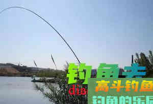 鲢鳙好不好钓？答案：好钓