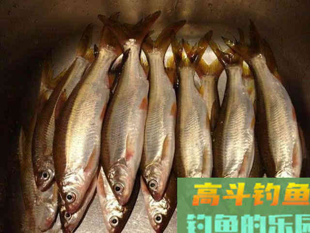 嘴巴小尾巴黄，3两重的冲劲很大，这鱼该如何垂钓
