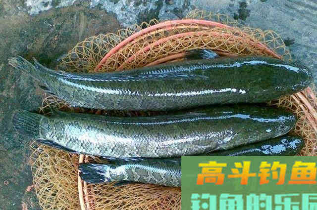 怪不得二十年老渔民都在用,如果我有这黑鱼钓法 怪不得二十年老渔民都在用,如果我有这黑鱼钓法